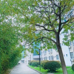 那是你离开了以后的南京