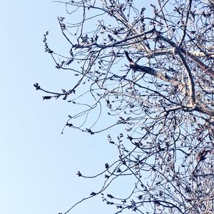 挡谅（坤生王子）