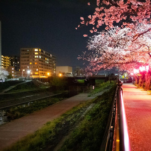 夕暮れの桜並木