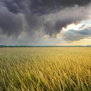 ARIPUTHARI (Special Version)