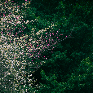 火车驶向云外，梦安魂于九霄