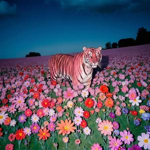 Tiger Phonk Madness