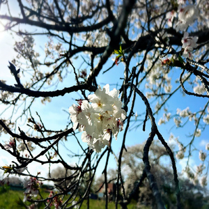 蓮華 (2014 Remaster)