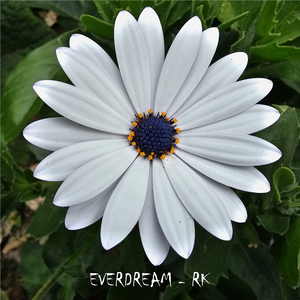 Everdream