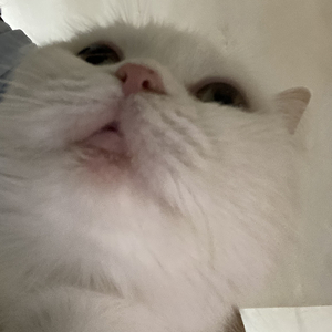 夏悸（女生版）