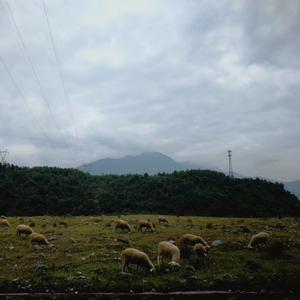 满洲里的大象demo