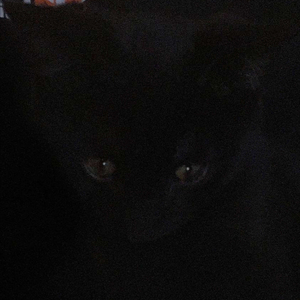 DONTTRUSTTHEM - cat ate cat