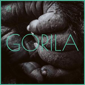 Gorila