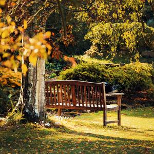 Alone In The Garden At Summer Sunset