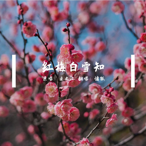 红梅白雪知