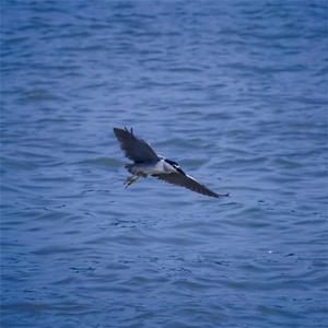 Faded (Bootleg) (Dark remix)