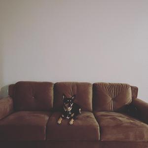 Pavlov (SDCC session)