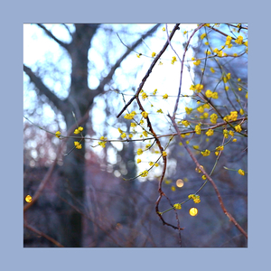 Within/Without