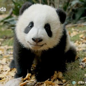 水从天上来（翻自 张碧晨）