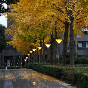 风在耳边轻轻唱