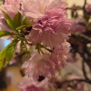 平和への誓い(World Peace Song)