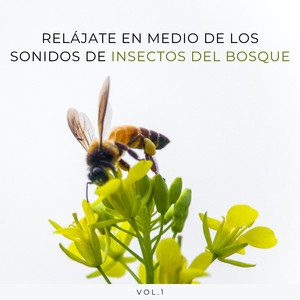 Meditación Auditiva Con Insectos Matutinos