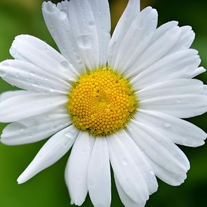 凤凰花开的路口-钢琴片段