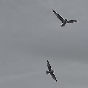 The Birds Will Wake Us