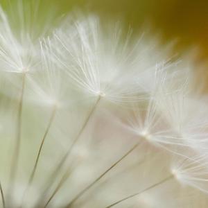蒲公英 (4)