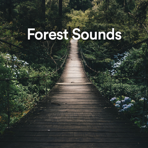 Forest Meditations