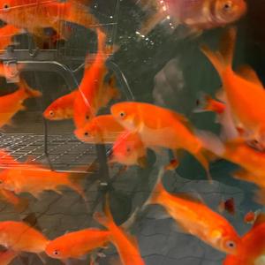 mystic chord ouverture