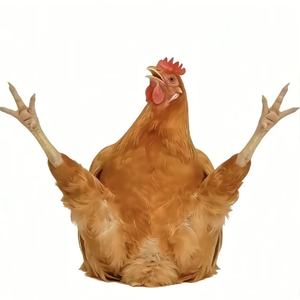 鸡哥