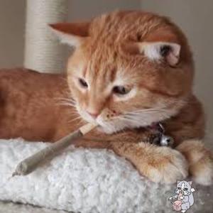 pumpernickle! (feat. liltequila)