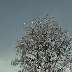 Suno na (The original)