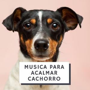 Como Acalmar Cachorro