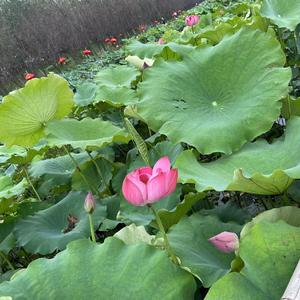 李蚊香-九万字-DJ JK Mashup