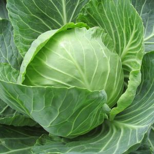 甘酢あんかけロールキャベツ (Sweet & Sour Cabbage Rolls Food Music)