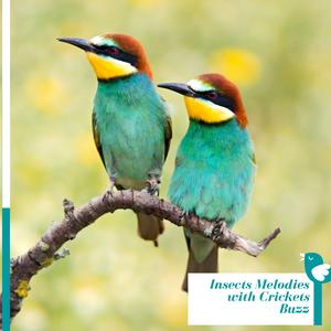 Valiant Northern Flicker