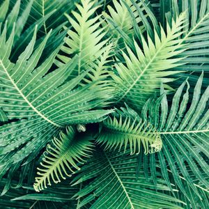 Slowly Phase Relaxation