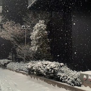 落在你头顶的雪