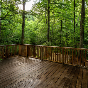 When Trees Speak Of Ancient Tides