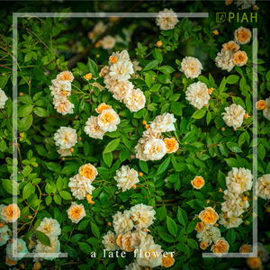 늦게 피는 꽃 A Late Flower