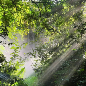 草原上牛羊悠闲吃草