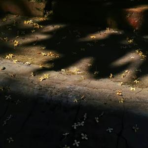 我的爱只够你一个人拥有