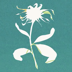 Flos（翻自 初音ミク）
