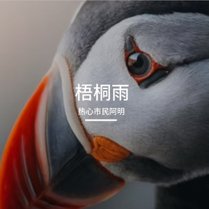 梧桐雨