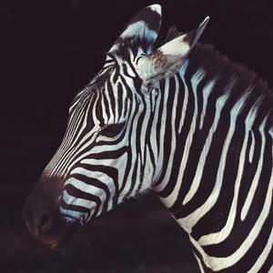 Weißes Zebra