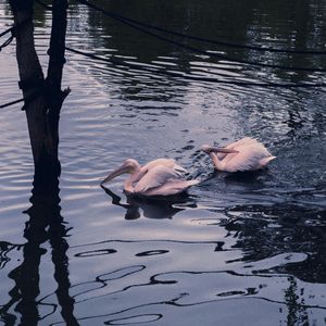 "花瓣" Cloud Rap × Ambient Type Beat