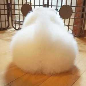 我一定会爱上你（Cover 谢春花）