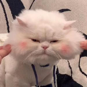 头文字T（翻自Tizzy T）