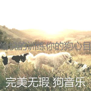 柔和的可爱的狗时刻