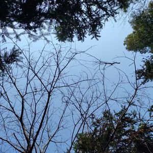 白鸟