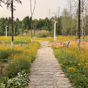 小溪潺潺 养生纯音 (古筝曲)