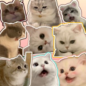 Sweet Cat（Prod.Gr33nart Beats）