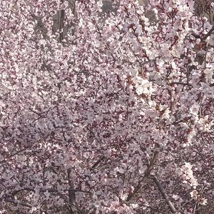 奇妙能力歌（翻自陈粒）